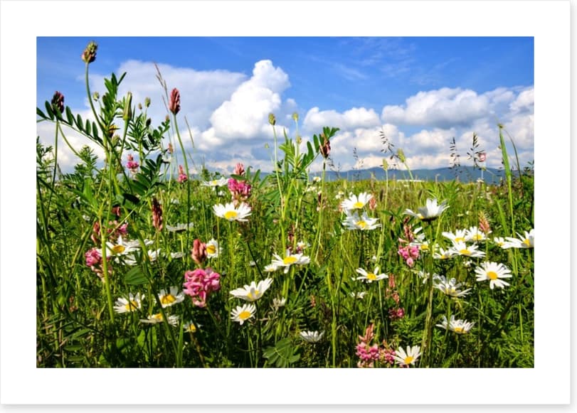 Wildflowers in the Summer meadow
