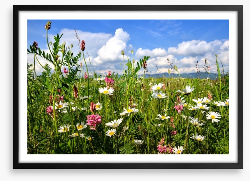 Wildflowers in the Summer meadow