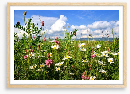 Wildflowers in the Summer meadow