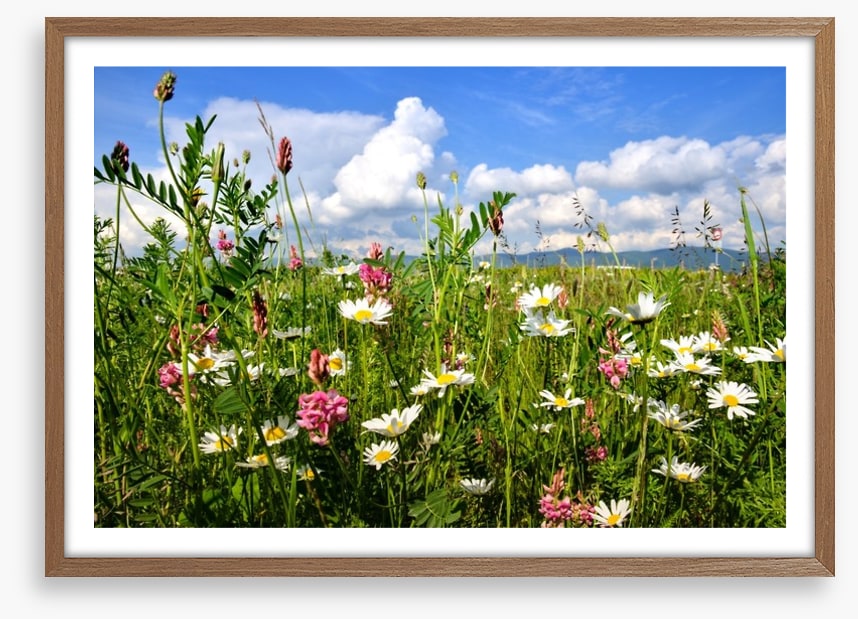 Wildflowers in the Summer meadow