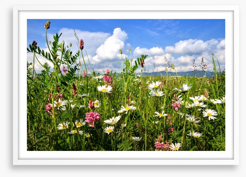 Wildflowers in the Summer meadow