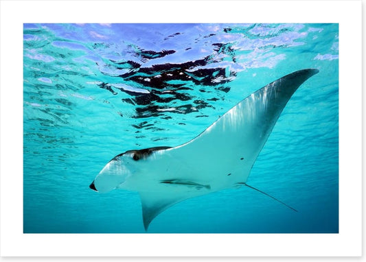 Manta Ray swim