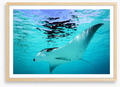 Manta Ray swim