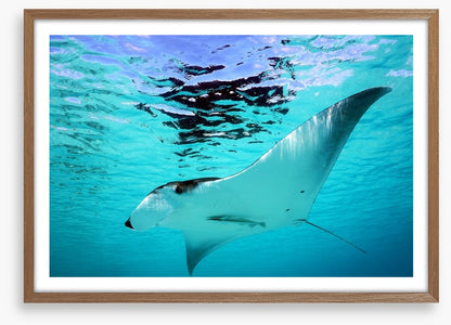 Manta Ray swim