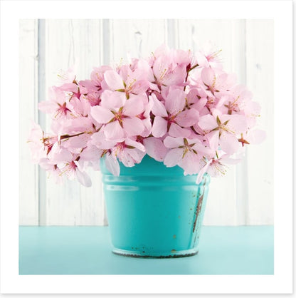 Pink cherry blossom