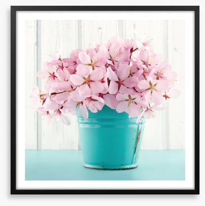 Pink cherry blossom