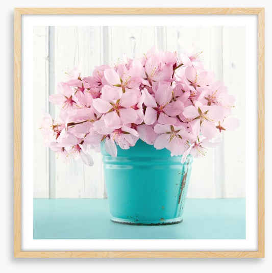 Pink cherry blossom