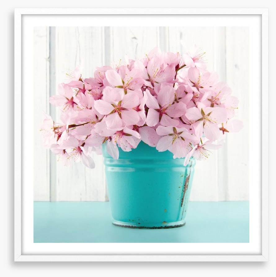 Pink cherry blossom