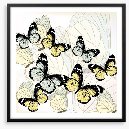 Butterflies