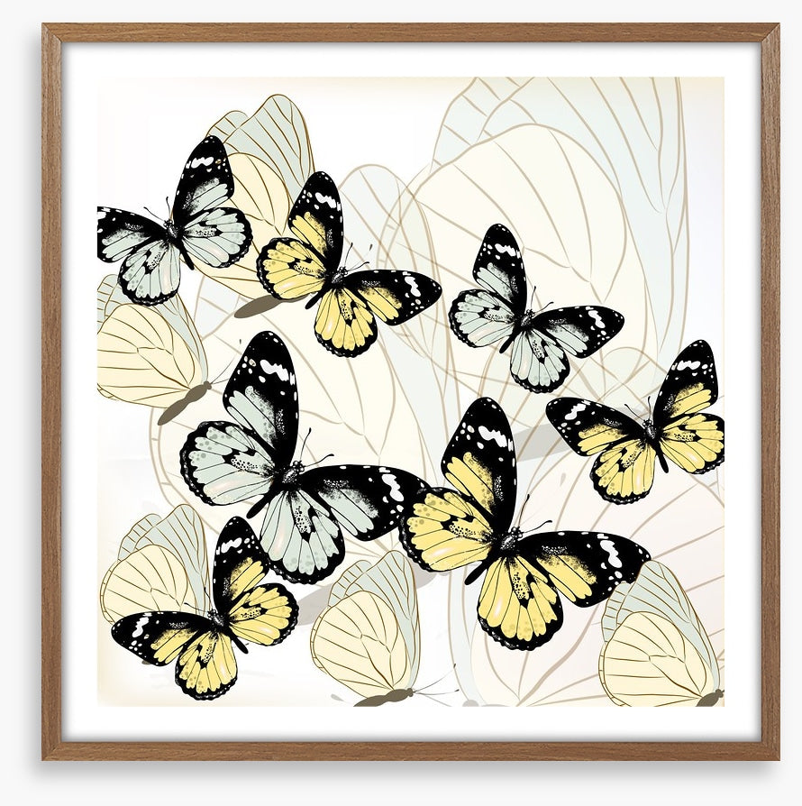Butterflies