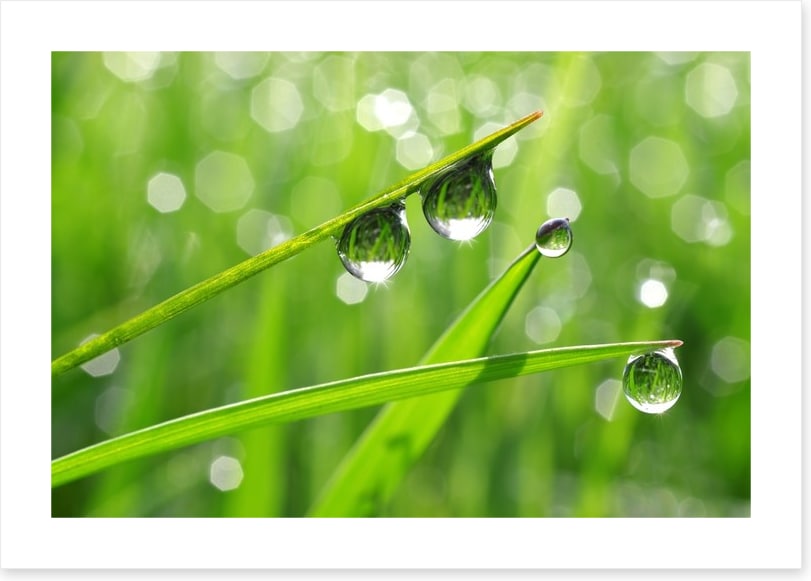 Dew drops
