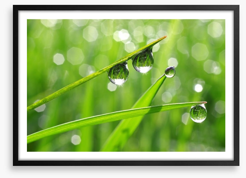 Dew drops