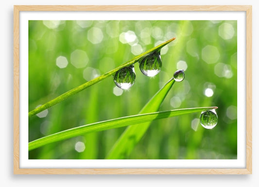Dew drops