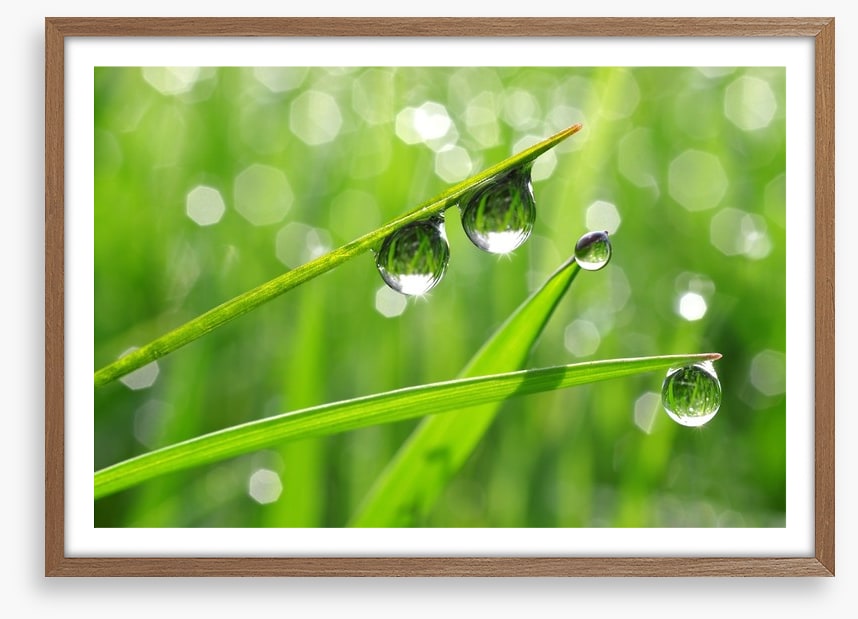 Dew drops