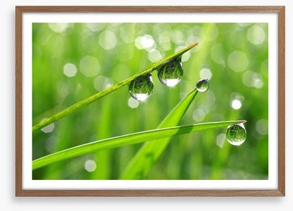 Dew drops