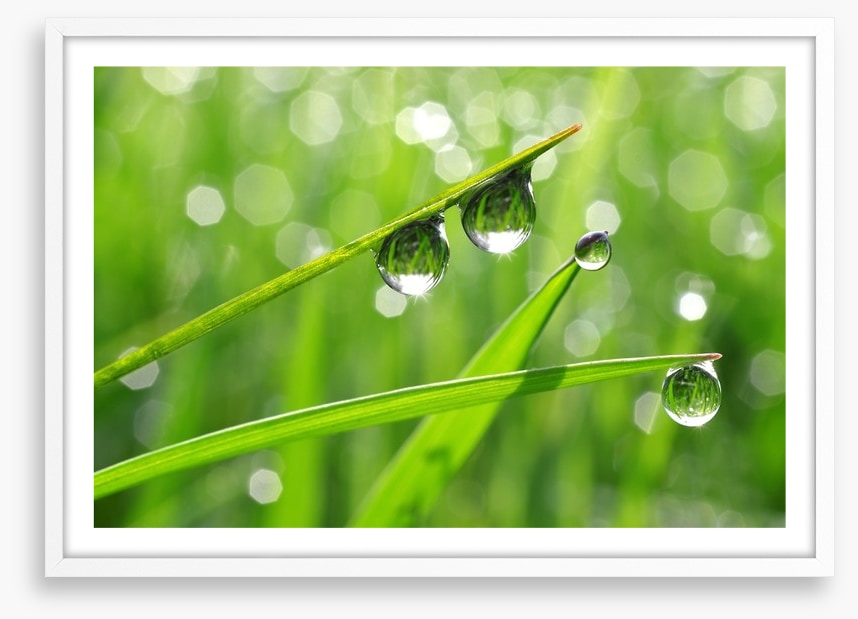 Dew drops