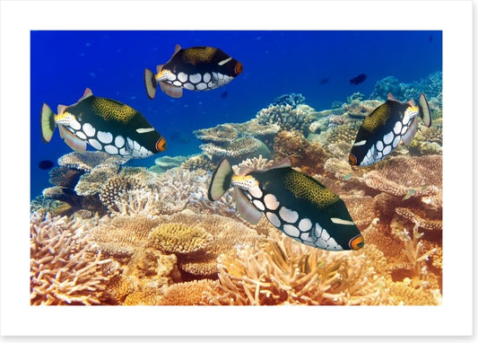 Fish / Aquatic