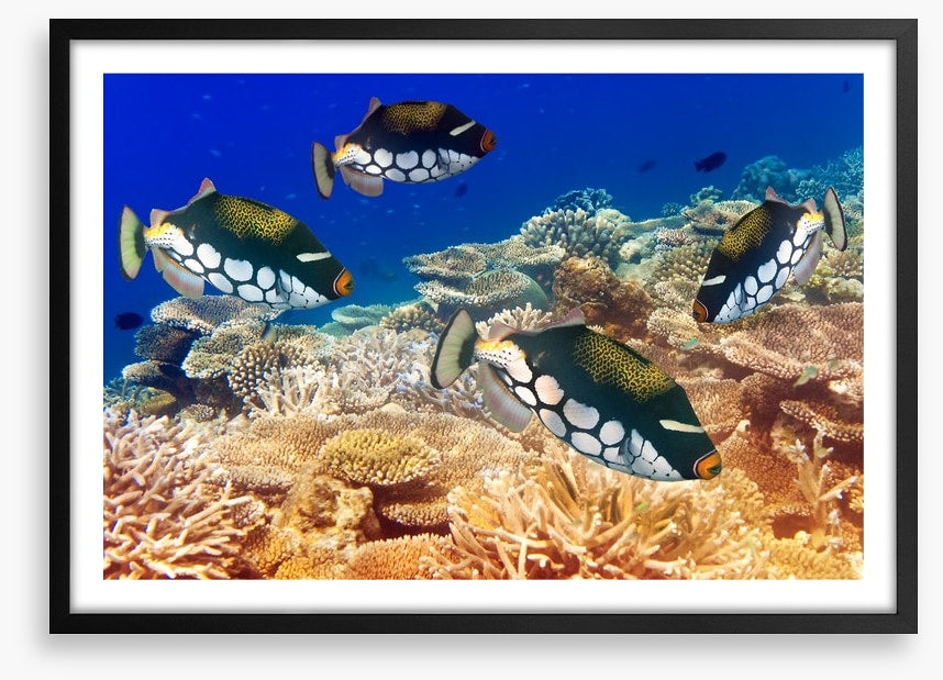 Fish / Aquatic