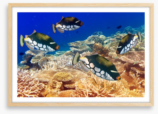 Fish / Aquatic