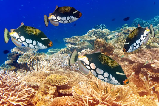 Fish / Aquatic