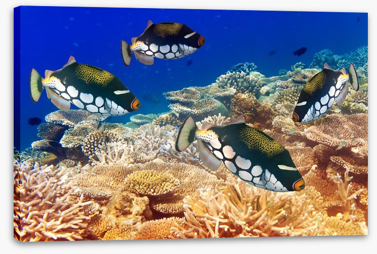 Fish / Aquatic
