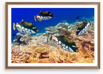 Fish / Aquatic