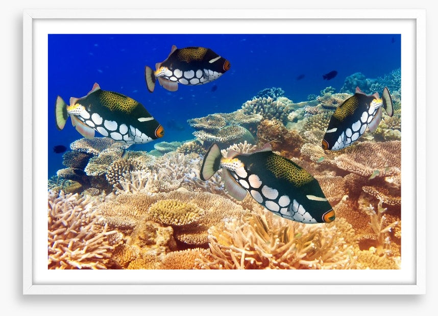 Fish / Aquatic