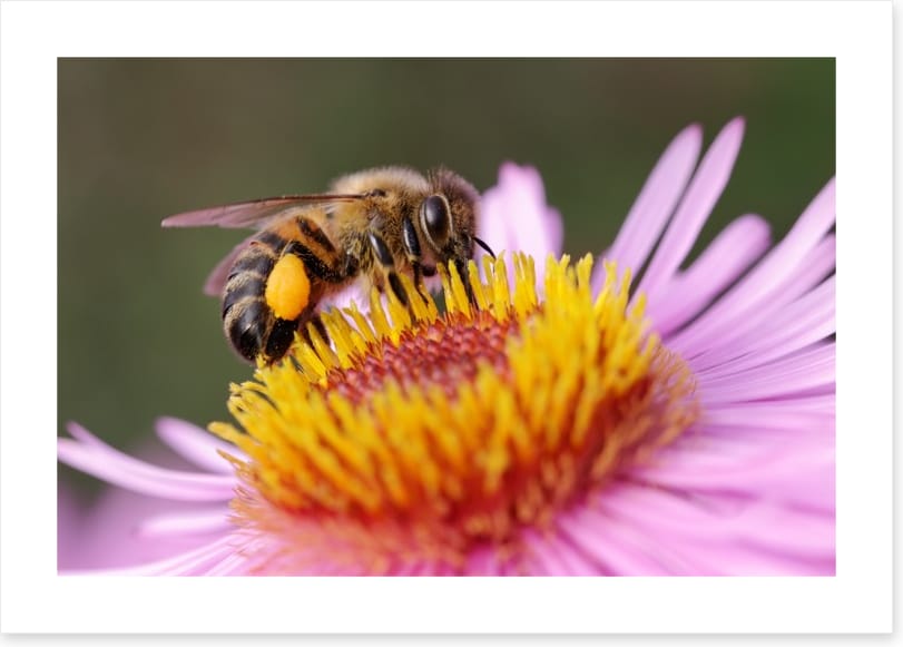 Insects