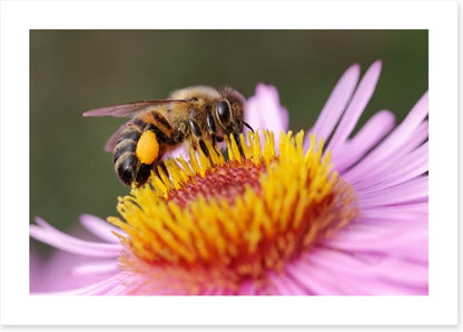 Insects
