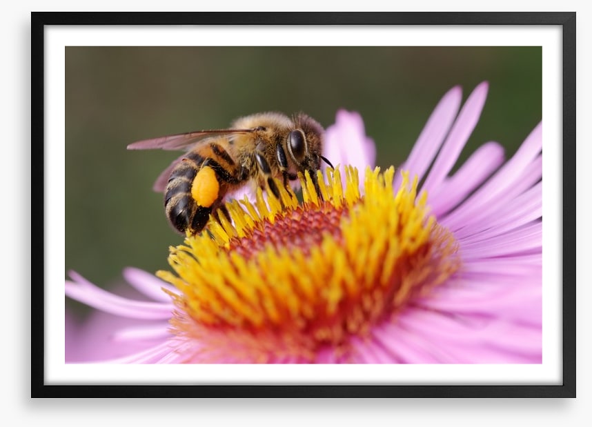 Insects
