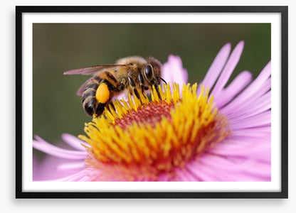 Insects