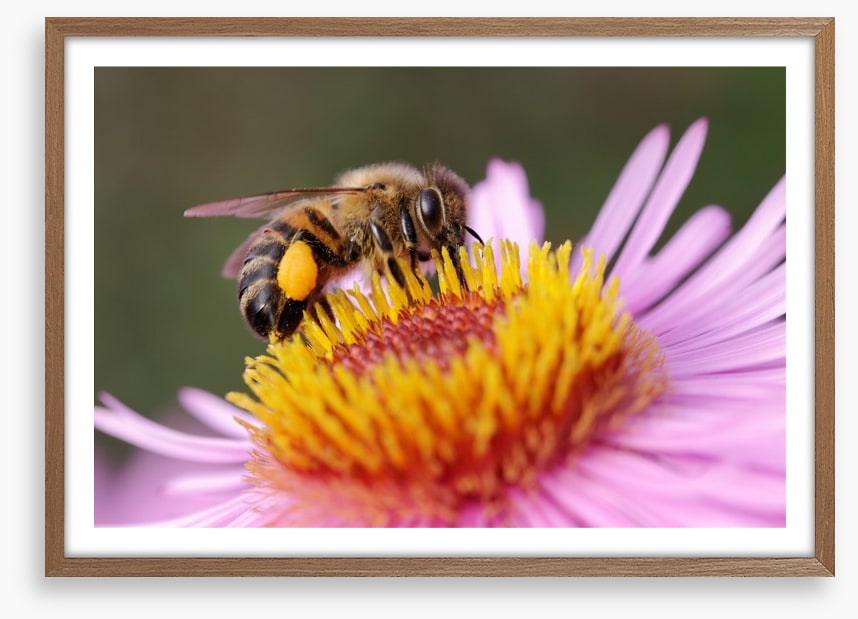 Insects