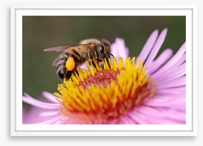 Insects