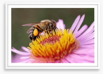 Insects