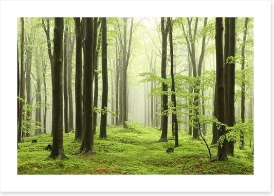 Spring beech forest