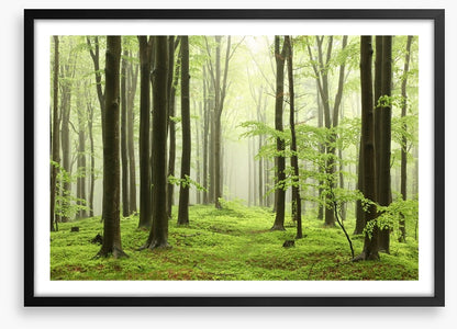 Spring beech forest