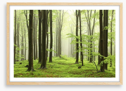 Spring beech forest