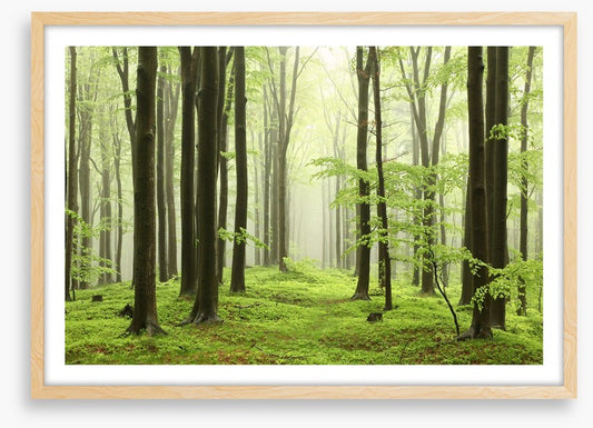 Spring beech forest