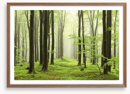 Spring beech forest