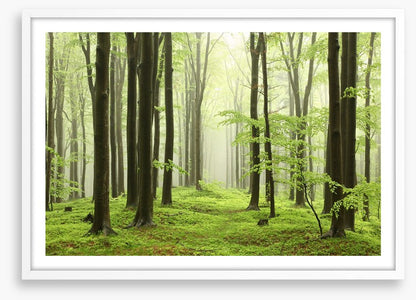Spring beech forest