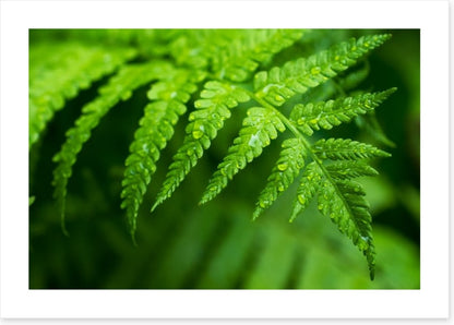 Fern leaf macro
