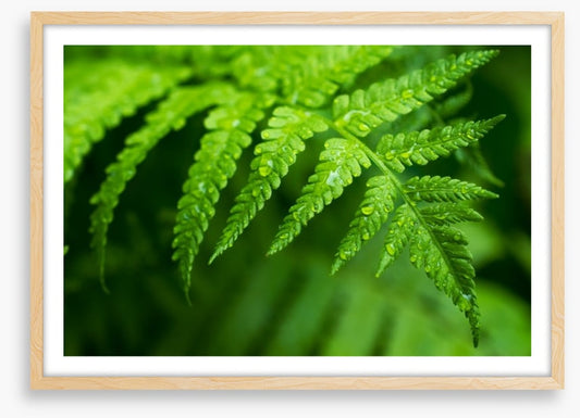 Fern leaf macro