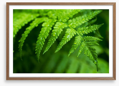 Fern leaf macro