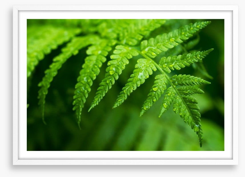 Fern leaf macro