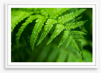 Fern leaf macro