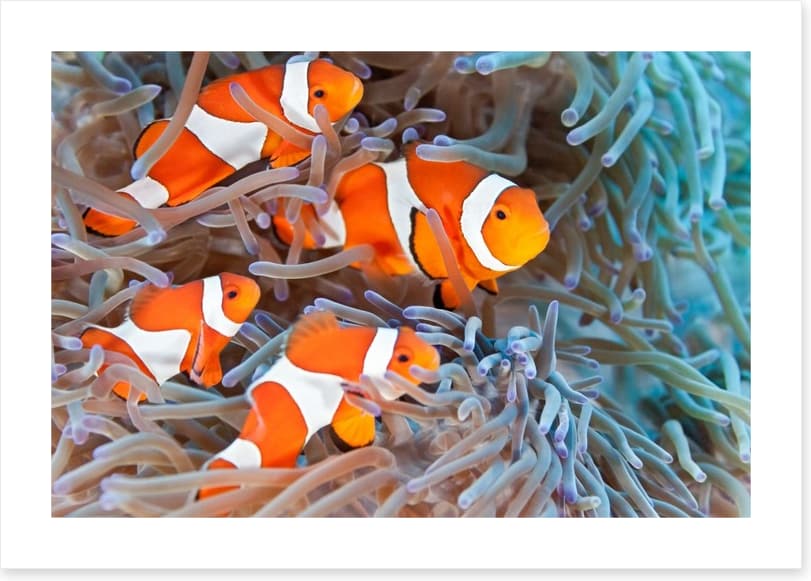 Clownfish family