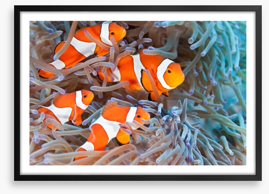 Clownfish family