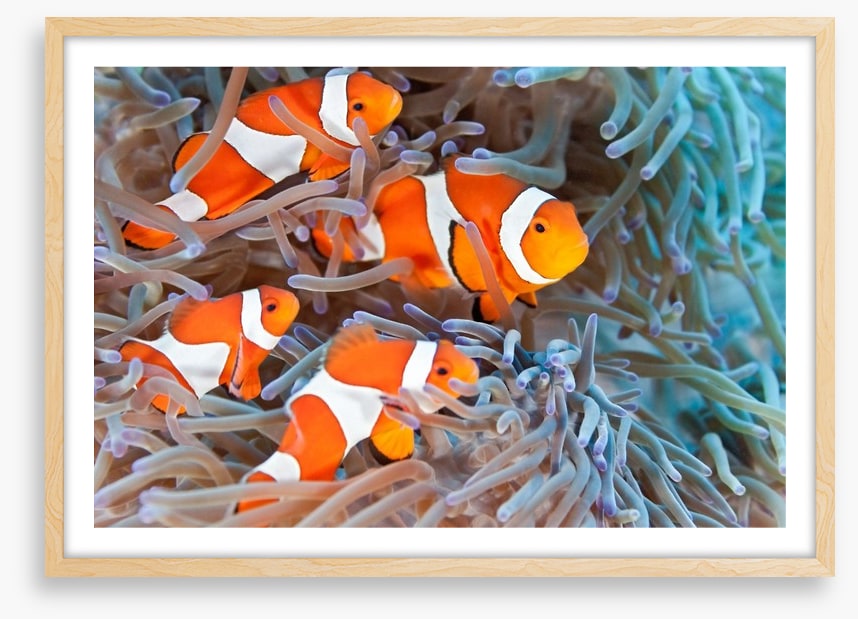 Clownfish family