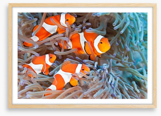 Clownfish family