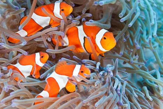 Clownfish family